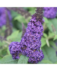 Pugster Blue Butterfly Bush