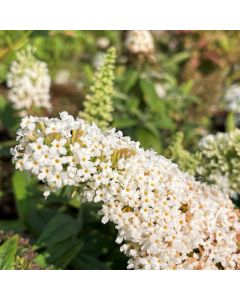 Pugster White Butterfly Bush