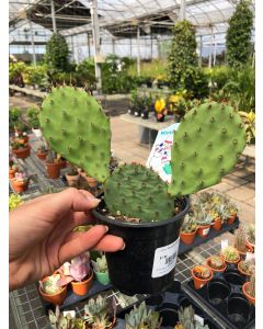 4" Cactus Phaeacantha WintHard