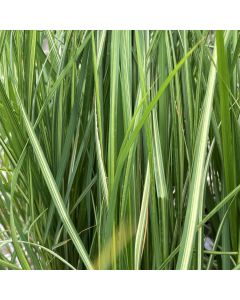Calamagrostis 'Avalanche' 1G