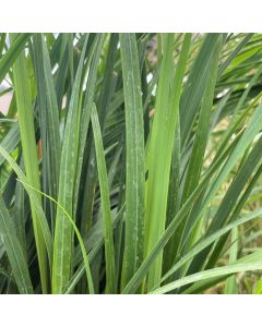 Calamagrostis 'Brachytricha 1G