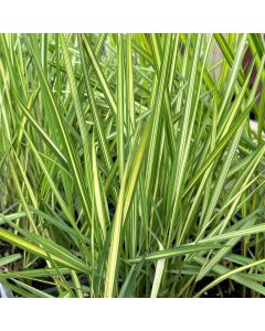 Calamagrostis 'Eldorado' 1G