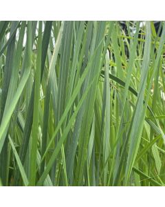 Calamagrostis Karl Foerster 1G