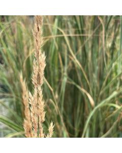 Calamagrostis 'Overdam' 1G