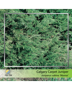 Calgary Carpet Juniper