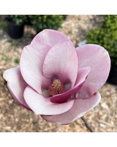 Cameo Magnolia 5G 125cm