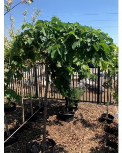 Camperdown Elm