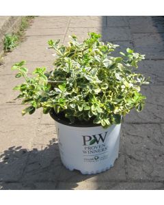Canadale Gold Euonymus 30cm