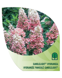 Candlelight Hydrangea