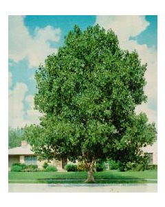 Carolina Poplar