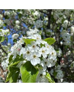 Chanticleer Pear