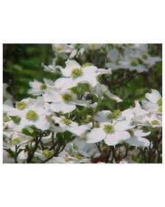 Cherokee Princess Dogwood