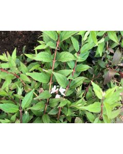 Yuki Cherry Blossom Deutzia