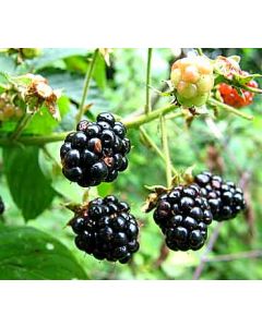 Chester Blackberries