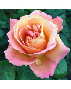 Hybrid Tea Chicago Peace