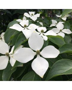 Chinese Flowering Dogwood