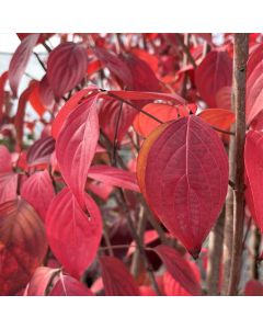 Pink Rubra Flowering Dogwood