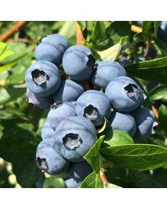Chippewa Highbush Blueberry