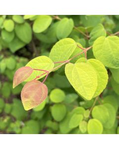 Claim Jumper Katsura Tree