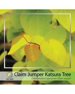 Claim Jumper Katsura Tree