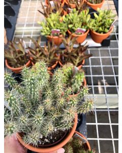 Clay 4" Cactus & Succulent