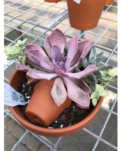 Clay Pot 5.5" Succulent