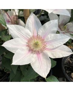 Clematis - Corinne Boulevard