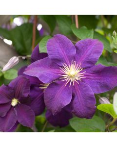 Jackmanii Clematis