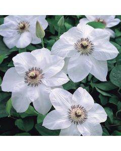 Miss Bateman Clematis