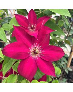 Tekla Garland Clematis