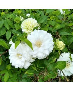 Duchess of Edinburgh Clematis