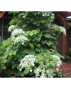 Climbing Hydrangea