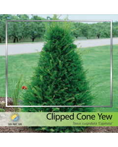 ClippedCone Japanese Yew