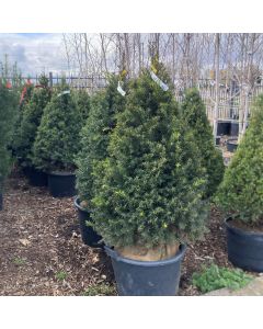 Clipped Cone Japanese Yew