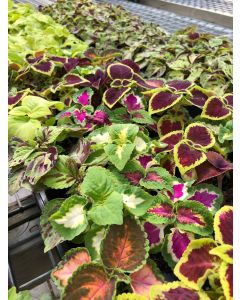 Coleus Rainbox Flat