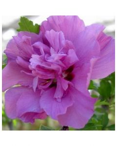 Collie Mullins Rose of Sharon