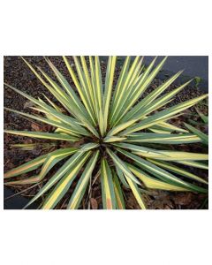 Color Guard Adam's Yucca