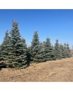 Colorado Blue Spruce