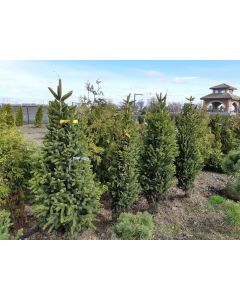 Columnar Norway Spruce
