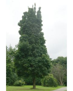 Columnar Norway Maple