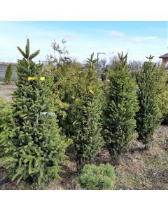 Columnar Norway Spruce