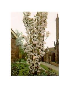 Colum Siberian Crabapple