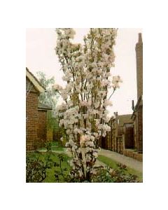 Column Siberian Crabapple