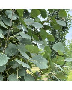 Columnar Swedish Aspen