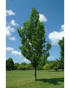 Columnar Tulip Tree