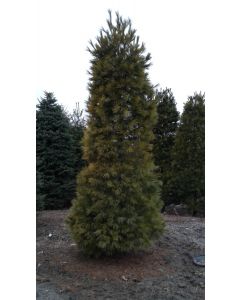Columnar White Pine