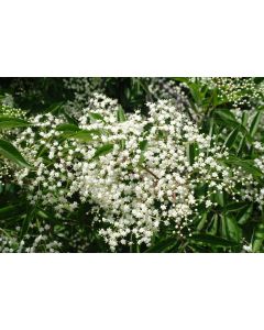 Elderberry
