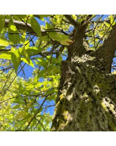 Common Hackberry