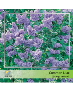 Common Lilac