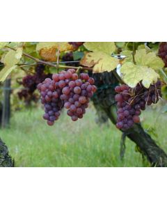 Concord Grape